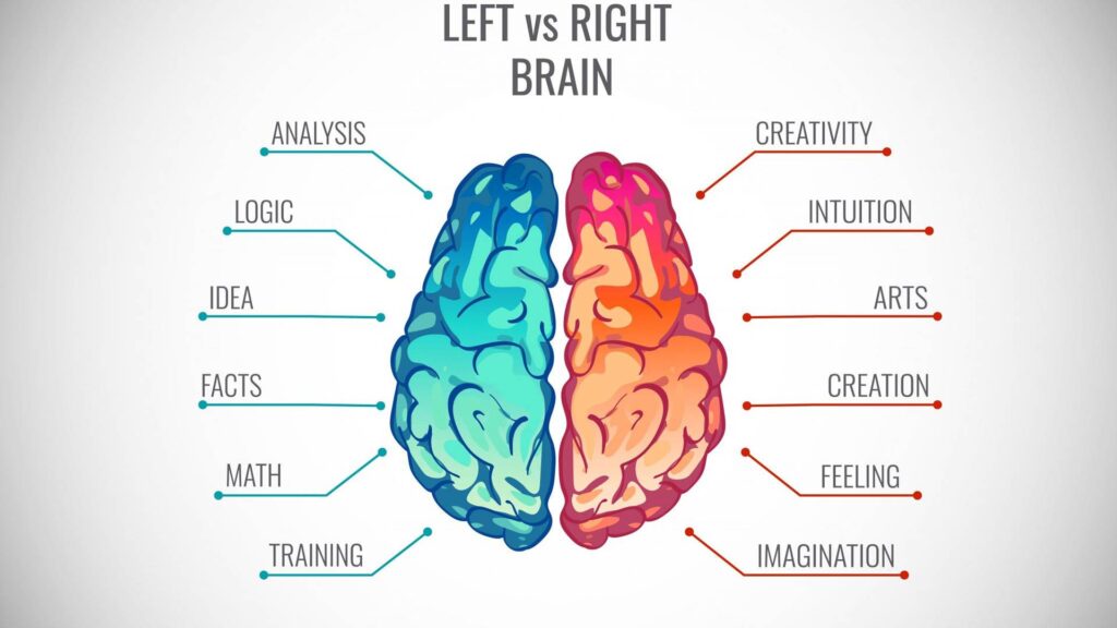 نیمکره چپ و راست مغز