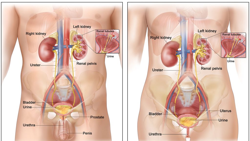 آناتومی سرطان مثانه در مردان و زنان