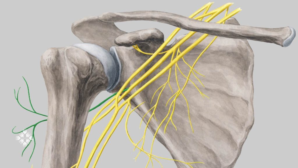 علت آسیب شبکه اعصاب بازویی