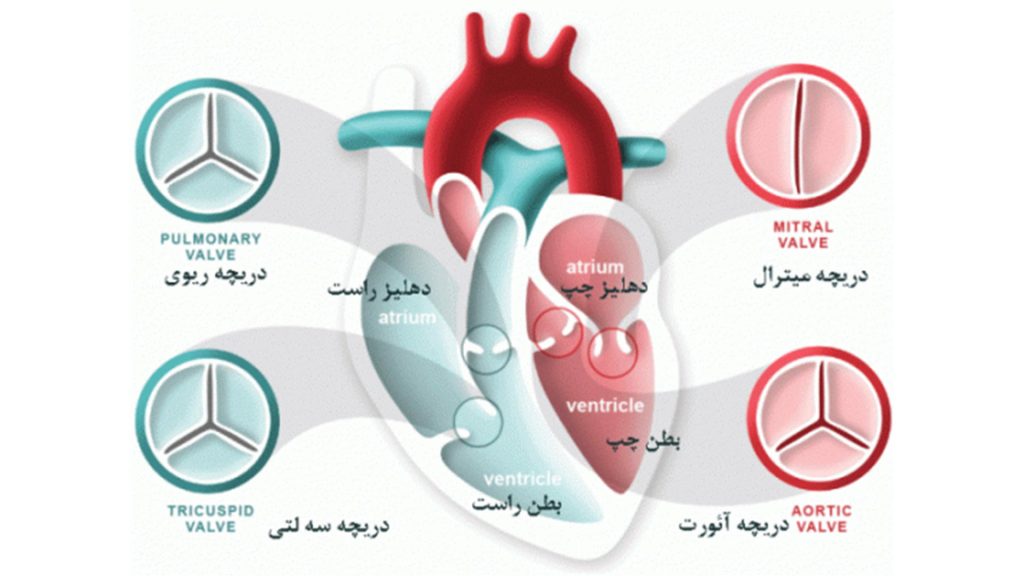 انواع دریچه های قلب
