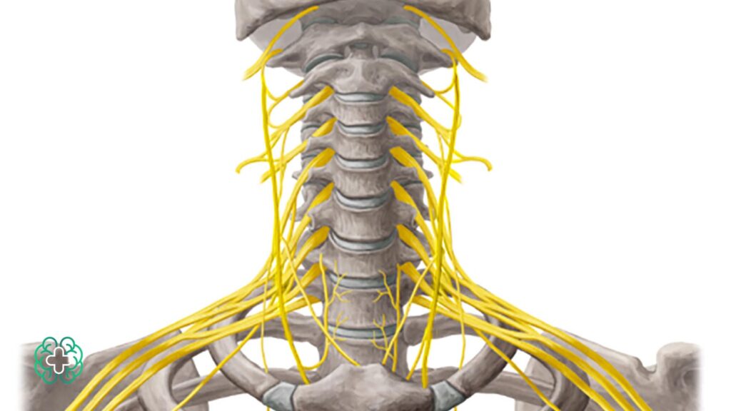 تشخیص دیسک گردن با نوار عصب و عضله
