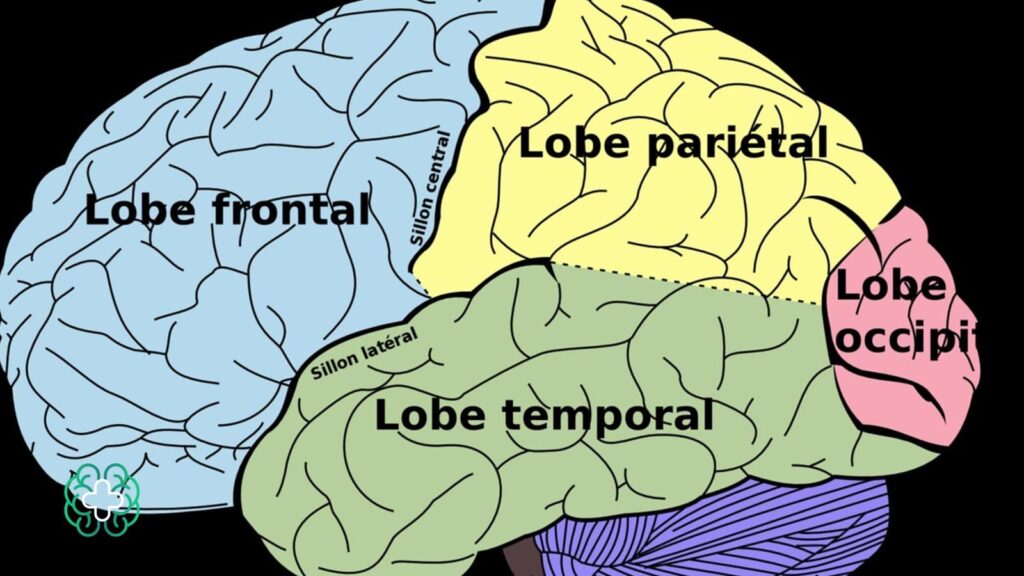 نقشه برداری مغزی چیست