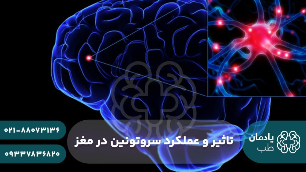 تاثیر و عملکرد سروتونین در مغز